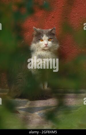 Graue Katze spielt in einem Garten mit schöner Beleuchtung bei Sonnenuntergang. Nette Katze sitzt in einem sonnigen Sommergarten. Kleine lustige Katze, die draußen sitzt Stockfoto