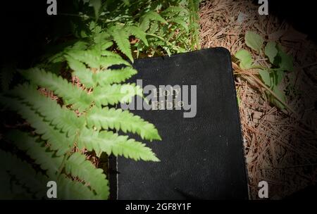 Entdecken Sie Gottes Wort in der Natur Stockfoto