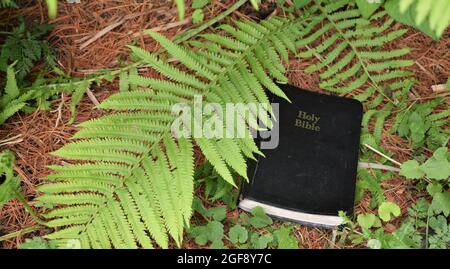 Entdecken Sie Gottes Wort in der Natur Stockfoto