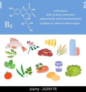 Vektor-Illustration Vitamin B2 Quellen. Gesunde Lebensmittel mit Riboflavin angereichert mit Vitaminen. Richtige natürliche Ernährung, dietetic Bio-Produkte Stock Vektor