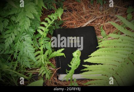 Entdecken Sie Gottes Wort in der Natur Stockfoto