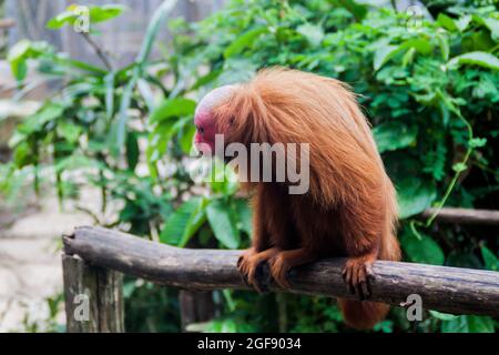 Der kahle Uakari-Affe (Cacajao calvus) im Amazonas-Tierwaishaus Pilpintuwasi im Dorf Padre Cocha in der Nähe von Iquitos, Peru Stockfoto