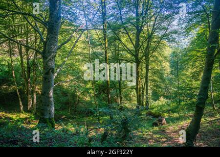 Buchenwald. Reserva del Saja, Kantabrien, Spanien. Stockfoto