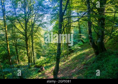 Buchenwald. Reserva del Saja, Kantabrien, Spanien. Stockfoto