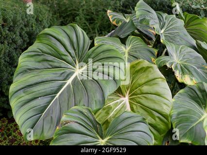 Schöne große Blätter von Philodendron Dean McDowell Stockfoto