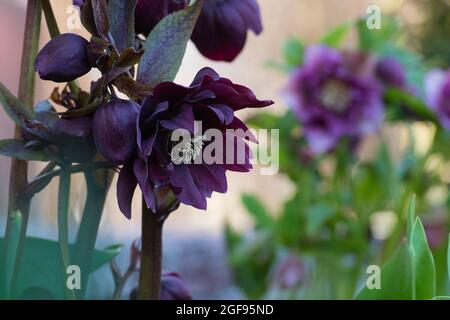 Fastenhellebore oder Weihnachtsrosenblüten im Frühling. Hellebores halbdoppelte Blumen an den Grenzen eines Weges im Garten. Hybrid-Hellebores oder Stockfoto