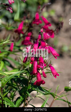 Penstemon "Andenken ein Friedrich Hahn" Stockfoto