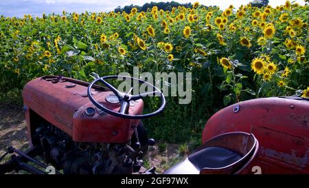 Antiker Traktor vor einem Sonnenblumenfeld Stockfoto