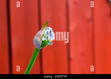 Flora, Blumen, Blauer Agapanthus, der im Garten im Freien wächst. Stockfoto