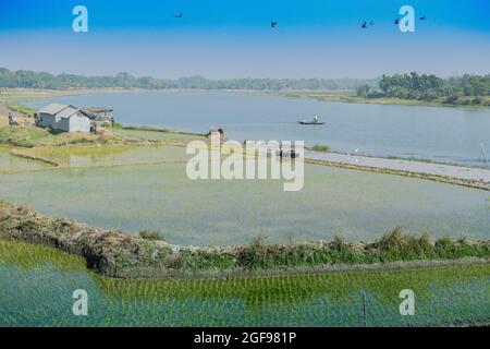 Schöne ländliche Landschaft von Paddy Feld mit Fluss und blauen Himmel im Hintergrund. Ein Mann pflügt landwirtschaftliche Feld mit Kühen, Kalkutta, Westbengalen Stockfoto