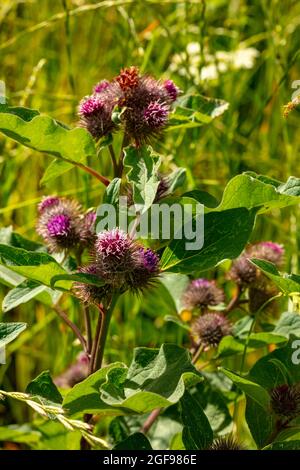 Klette (Arctiu-Pflanze und Blumen in der Nähe sonnen sich in der hellen Sommersonne Stockfoto