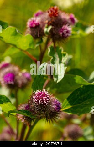 Klette (Arctiu-Pflanze und Blumen in der Nähe sonnen sich in der hellen Sommersonne Stockfoto