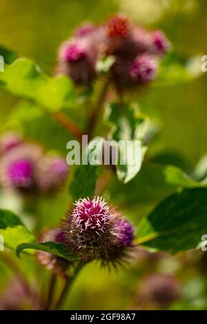 Klette (Arctiu-Pflanze und Blumen in der Nähe sonnen sich in der hellen Sommersonne Stockfoto