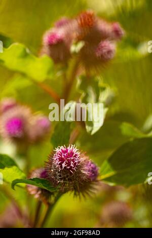 Klette (Arctiu-Pflanze und Blumen in der Nähe sonnen sich in der hellen Sommersonne Stockfoto