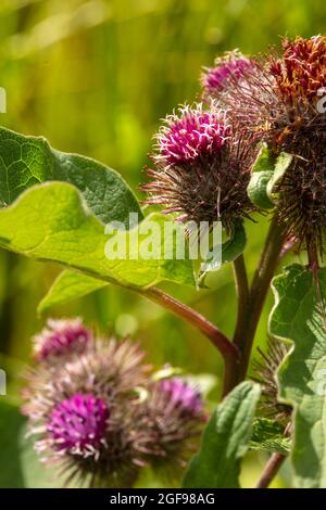 Klette (Arctiu-Pflanze und Blumen in der Nähe sonnen sich in der hellen Sommersonne Stockfoto