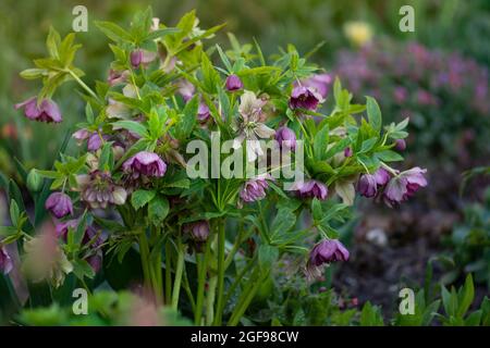 Christrose oder Hellborus blüht im Frühlingsgarten.Hellebore Queens Double Dark Red blüht. Stockfoto
