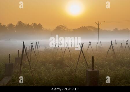 Wintermorgen - weißer Nebel über einem grünen Ackerfeld mit aufgehender Sonne im Hintergrund. Ländliche indische Szene des Sonnenaufgangs mit Nebel. Stockfoto