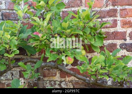 Malus Domestica 'Sunset' Stockfoto