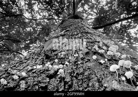 Schwarz-weißes Bild des Pilzes, der auf einem Baum gewachsen ist. Das Bild wurde aus dem niedrigen Winkel bis zur Spitze des Baumes aufgenommen, um es kreativ als Naturhintergrund und Copyspace zu verwenden. Stockfoto