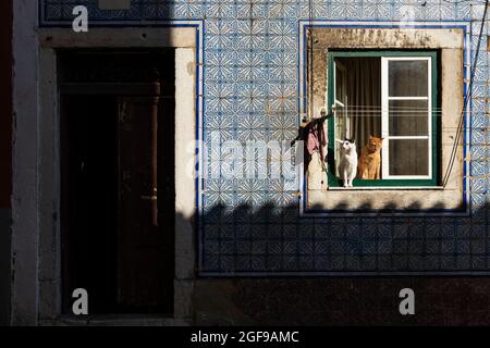 Zwei Katzen in einem Fenster im traditionellen Bica-Viertel von Bica in Lissabon, Portugal. Stockfoto