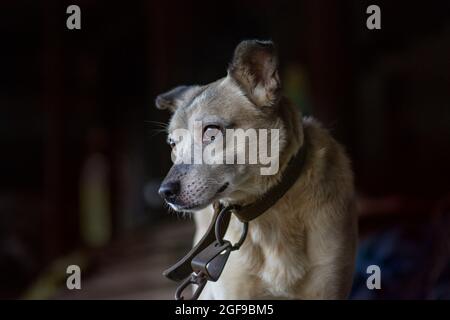 Angekettete Hunde warten darauf, freigelassen zu werden. Verketteten Hund in einer Farm aus der Nähe. Wachhund an der Leine schützt den Bauernhof. Stockfoto