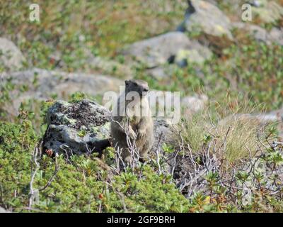 murmeltier in den schladminger Bergen Stockfoto