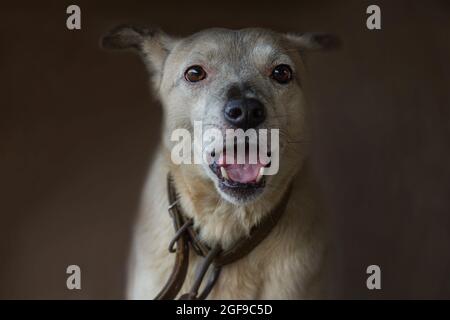 Trauriger, aggressiver Hund mit geöffnetem Mund. Aggressiver Hund bellt. Bellender wütender Hund Nahaufnahme Porträt. Stockfoto
