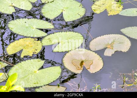 abstraktes Foto mit lotus- oder Seerosenblatt-Muster Stockfoto