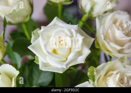 Flora, Blumen, Rose, Rosa, Weiße Rosen in Vase. Stockfoto