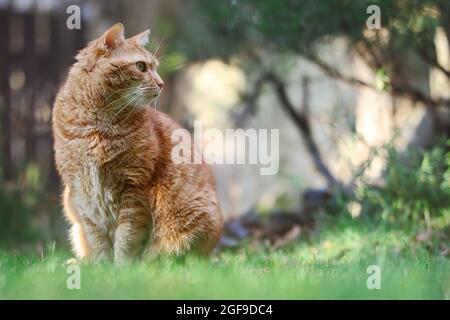 Seitenportrait der niedlichen Ingwerkatze, die nach rechts im Garten schaut. Orange Felis Catus sitzt draußen auf Gras. Stockfoto