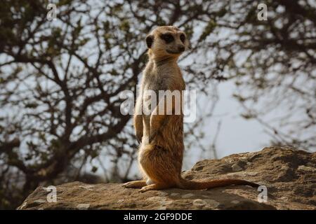 Erdmännchen auf einem Stein im Zoo stehen. Niedliche, wachsame kleine Mungo (Suricata suricatta) in Zoologischer Natur. Stockfoto