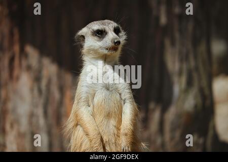 Nahaufnahme von Cute Furry Suricate im Zoo. Entzückendes Portrait von stehendem Erdmännchen im Zoologischen Garten. Stockfoto