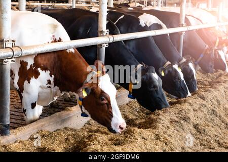 Holstein-Friesische Kühe auf einem Milchviehbetrieb. Stockfoto
