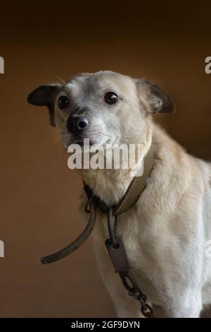 Niedliche charmante Hund in Metallketten im Sommer Tageslicht. Wachhund schützt das Haus Stockfoto