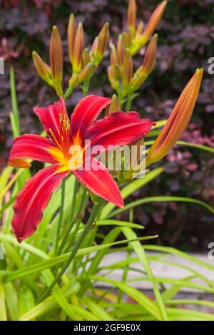 Flora, Blumen, Hermerocallis, Lilie, rot gefärbte Tageslilien, die im Garten wachsen. Stockfoto