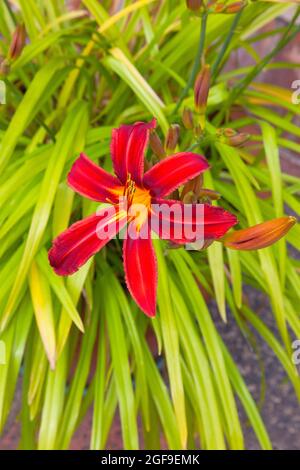 Flora, Blumen, Hermerocallis, Lilie, rot gefärbte Tageslilien, die im Garten wachsen. Stockfoto