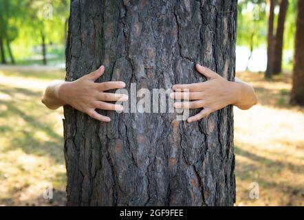 Nahaufnahme weiblicher Hände, die einen Baumstamm in einem Wald umarmen Stockfoto