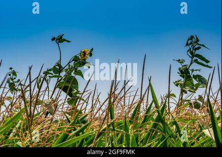 Herbizidresistentes Unkraut gegen die Skyline über einem Feld mit verquistertem Mais Stockfoto