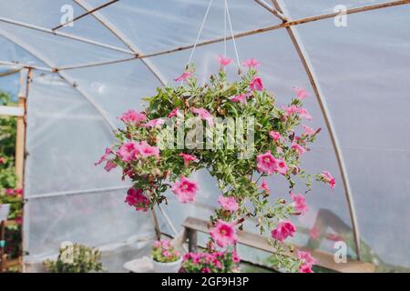 Im Gewächshaus blüht die rosa Petunie Stockfoto