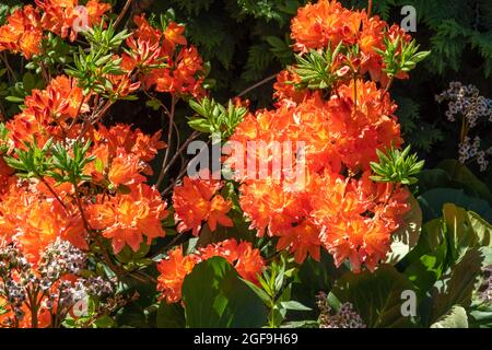 Sommer Blühende leuchtend orange Blüten auf einem Laub-Azaleen-Strauch, Rhododendron Gibraltar. Schöner natürlicher Hintergrund von blühendem Grün. Natürlich Stockfoto