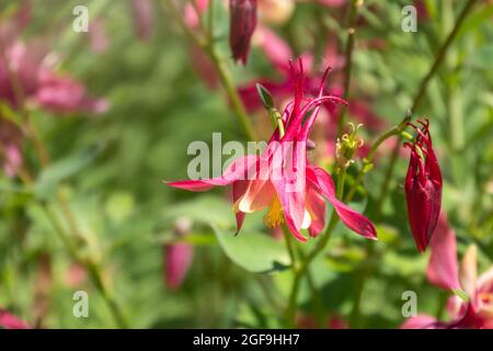 Wunderschöne einheimische Wildblume aus dem Westen Kanadas. Aquilegia formosa, karmesinrote, westliche oder rote Kolumbine. Nahaufnahme leuchtendes Rot und Ye Stockfoto