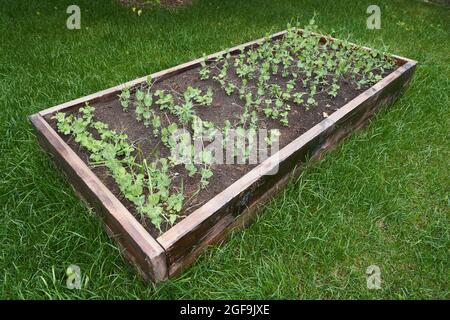 Erbsen keimen in Reihen auf den Beeten im Garten. Gemüseanbau. Agrarindustrie. Gartenarbeit in der Datscha im Frühjahr und Sommer. Hochwertige Fotos Stockfoto