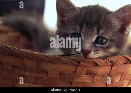 Kätzchen in einem Korb drinnen. Ein gestreiftes graubraunes Kätzchen liegt in einem Weidenkorb und schaut aufmerksam auf die Kamera. Stockfoto