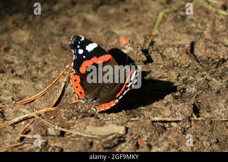 Vanessa atalanta, Schwarzer Admiral, nördlicher Hemimimimishus, Roter Admiral. Ein schwarz-oranger Schmetterling mit ausgebreiteten Flügeln sitzt auf dem sandigen Boden Stockfoto