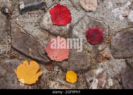 Die herbstlichen Blätter in gelben und roten Farben ruhen auf einem grauen Pflastersteinboden in einer fünfeckigen Anordnung. Horizontale Fotografie. Luftaufnahme. Stockfoto