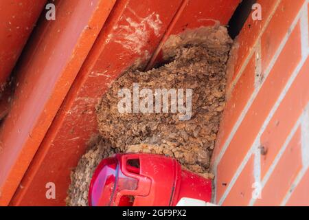 Gemeinsames Haus martin Nest in der Nähe Alarmanlage- Delichon urbicum. Stockfoto