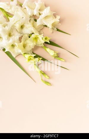 Minimale Blumen Hintergrund. Kreatives Layout aus blühendem weißen Knospen Gladiolus auf schlichtem beigefarbenem Hintergrund. Draufsicht flach lay Hintergrund. Kopie sp Stockfoto