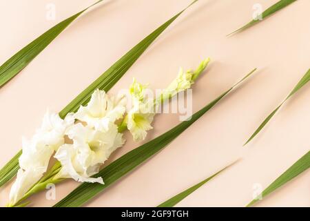 Kreatives Layout aus blühendem weißen Knospen Gladiolus auf schlichtem beigefarbenem Hintergrund. Minimale Blumen Hintergrund. Draufsicht flach liegend. Stockfoto