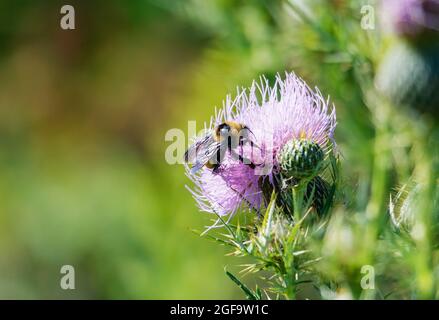 Eine Nahaufnahme einer Distelblüte mit einer Biene Stockfoto