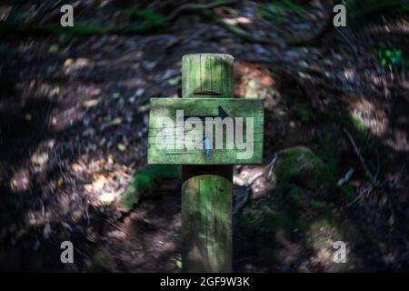 Alte hölzerne Wegweiser auf dem Waldweg. Stockfoto
